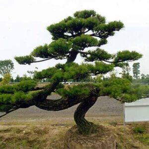 Sosna czarna Bonsai w donicy – idealna ozdoba ogrodu i tarasu