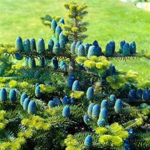 Jodła koreańska na tle błękitnego nieba – majestatyczne drzewo z gęstą koroną i efektownymi szyszkami w pełnym słońcu.