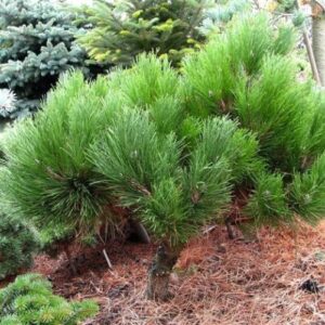 Sosna czarna Bonsai – idealna ozdoba ogrodu i tarasu