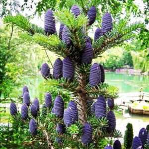 Jodła koreańska na tle oczka wodnego –drzewo z gęstą koroną i efektownymi szyszkami w pełnym słońcu.