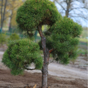 Sosna czarna (Pinus nigra) Bonsai – eleganckie drzewko o zwartym pokroju