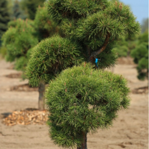 Formowanie Bonsai z Sosny czarnej – piękne drzewko do kolekcji
