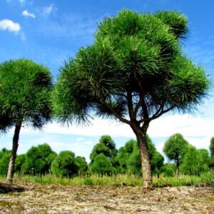 Sosna czarna (Pinus nigra) – wytrzymałe Bonsai odporne na suszę