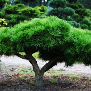 Zbliżenie na pień Sosny czarnej – gruba kora i charakterystyczny pokrój