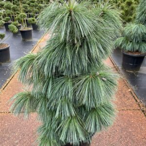 Sosna Schwerina Wiethorst (Pinus schwerinii) – egzotyczne drzewo iglaste z długimi, zwisającymi igłami o srebrzysto-zielonym odcieniu.