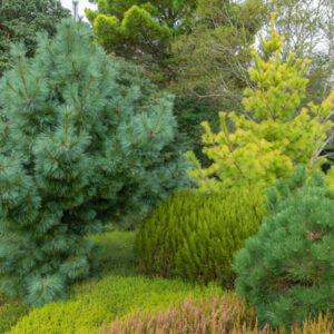 Sosna Schwerina Wiethorst w krajobrazie naturalnym – piękne drzewo iglaste doskonale komponujące się z innymi roślinami.