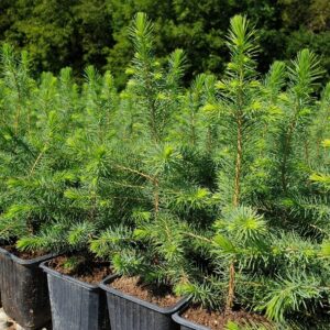 Młode drzewka świerka serbskiego – ciemnozielone igły z jasnym spodem