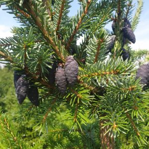 Młode szyszki świerka serbskiego – początkowo fioletowe, dojrzewające do brązu