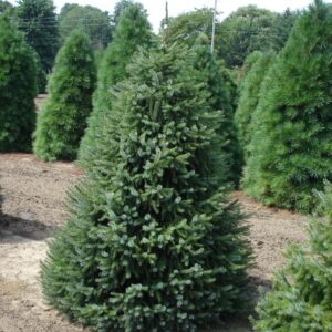 Świerk serbski w ogrodzie – odporne drzewo iglaste o szybkim wzroście