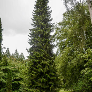 Świerk serbski w kompozycji z innymi iglakami – idealne drzewo do ogrodów