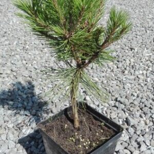 Miniaturowe Bonsai Sosna czarna (Pinus nigra) w donicy