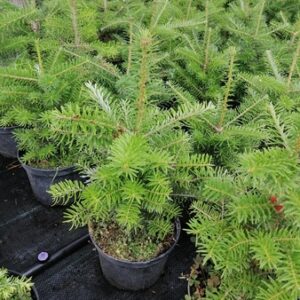 Młode Jodły koreańske w donicach – idealne do tarasów i balkonów, wolno rosnąca i kompaktowa.