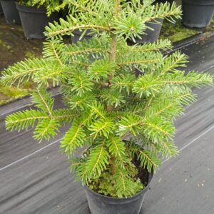 Zdjęcie Jodły koreańskiej Abies Koreana – młoda sadzonka o regularnym, stożkowym pokroju, idealna do małych ogrodów.