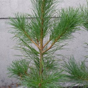 Młoda sadzonka Sosny Rumelijskiej Pinus Peuce gotowa do posadzenia