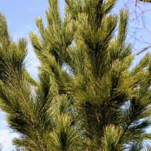 Długie igły Sosny Rumelijskiej Pinus Peuce w promieniach słońca