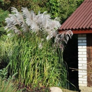 Miskant chiński 'Memory' w pełnym rozkwicie, z białymi, srebrzystymi kwiatostanami w ogrodzie.