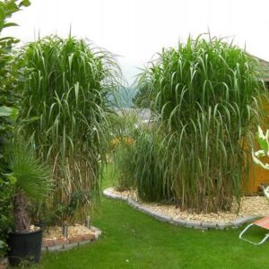 Miskant chiński GIGANTEUS