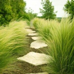 Ostnica mocna Pony Tails Stipa tennuissima – dekoracyjne, puszyste kłosy