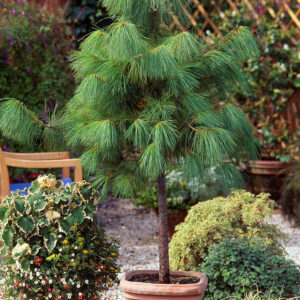 Sosna himalajska Pinus wallichana w donicy w pełnym słońcu w ogrodzie