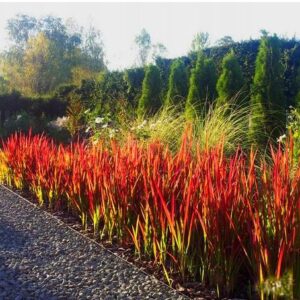Trawa Czerwona Red Baron Imperata Cylindrica – intensywnie czerwone liście w ogrodzie