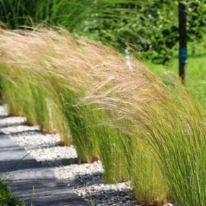 Zbliżenie na jasnozielone źdźbła Ostnicy mocnej Stipa tennuissima