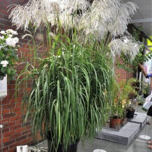 Okazała kępa Miskanta chińskiego Memory dorastająca do 2,5 metra, z ciemnozielonymi liśćmi.