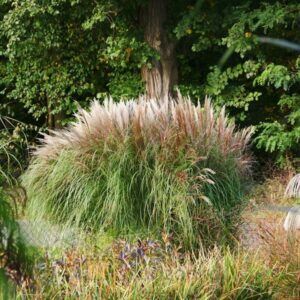 Miskant chiński 'Silberspinne' w pełnym słońcu, tworzący elegancką kompozycję ogrodową