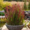 Ozdobna trawa Red Baron Imperata Cylindrica w dekoracyjnej doniczce