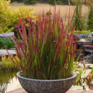 Ozdobna trawa Red Baron Imperata Cylindrica w dekoracyjnej doniczce