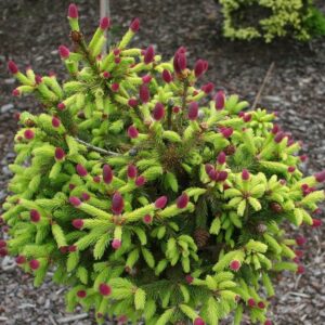 Świerk pospolity PUSH Acrocona w aranżacji ogrodowej