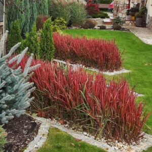 Trawa ozdobna Red Baron Imperata Cylindrica w aranżacji rabatowej