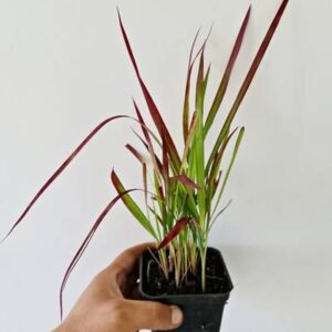 Trawa Red Baron Imperata Cylindrica – sadzonka gotowa do wysyłki