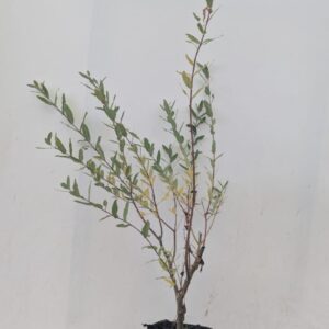 Wierzba Hakuro Nishiki sadzonka