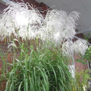 Trawa Miskant chiński Memory zbliżenie na kwiatostany.