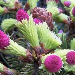 Świerk pospolity PUSH Acrocona zbliżenie na szyszki