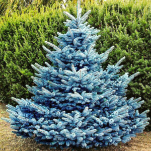 Świerk srebrny Majestic Blue w ogrodowej aranżacji