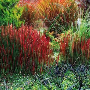 Jesienne barwy Trawy Czerwonej Red Baron Imperata Cylindrica