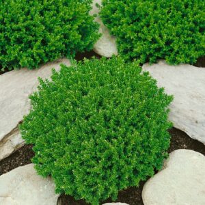 Kulisty kształt rośliny Hebe w ogrodzie