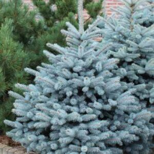 Świerk srebrny Majestic Blue – efektowne niebieskie igły