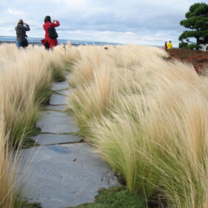 Subtelne liście Ostnicy Pony Tails pięknie poruszane przez wiatr