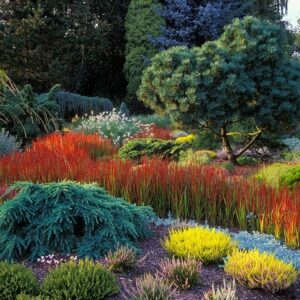 Trawa Red Baron – intensywnie czerwona ozdoba ogrodów nowoczesnych