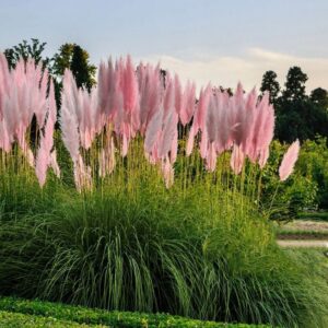 Efektowny różowy akcent Trawy Pampasowej Różowej w minimalistycznym ogrodzie