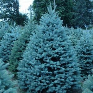 Dekoracyjny pokrój Świerka Majestic Blue w przydomowym ogrodzie