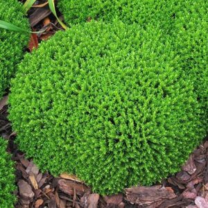 Mrozoodporna roślina w pełnym słońcu