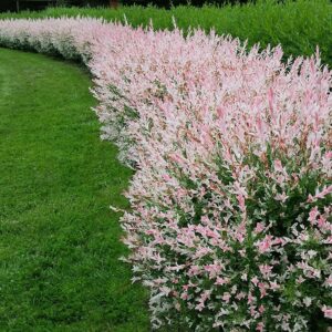Wierzba Hakuro Nishiki – dekoracyjna roślina o biało-różowych liściach