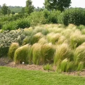 Zwiewna trawa ozdobna Ostnica mocna Pony Tails w aranżacji ogrodu