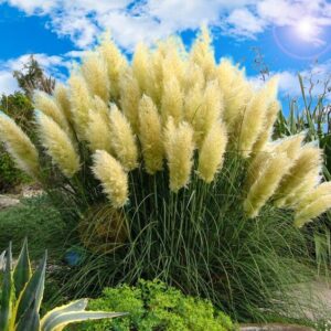 Trawa Pampasowa Biała (Cortaderia selloana White Feather) w aranżacji minimalistycznego ogrodu