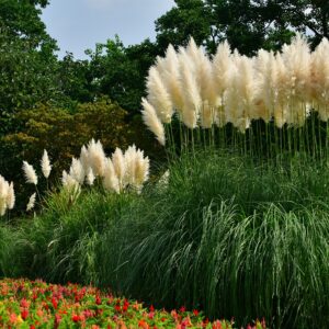 Nowoczesny ogród z Trawa Pampasowa Biała (Cortaderia selloana White Feather) jako głównym akcentem