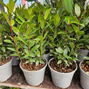 drzewko laurowe sadzonka