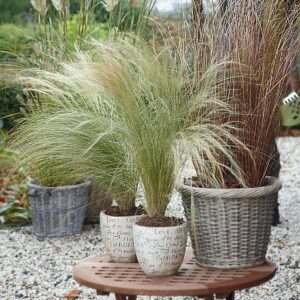 Trawa ozdobna Ostnica mocna Pony Tails – doskonała do donic na skalniaki i rabaty